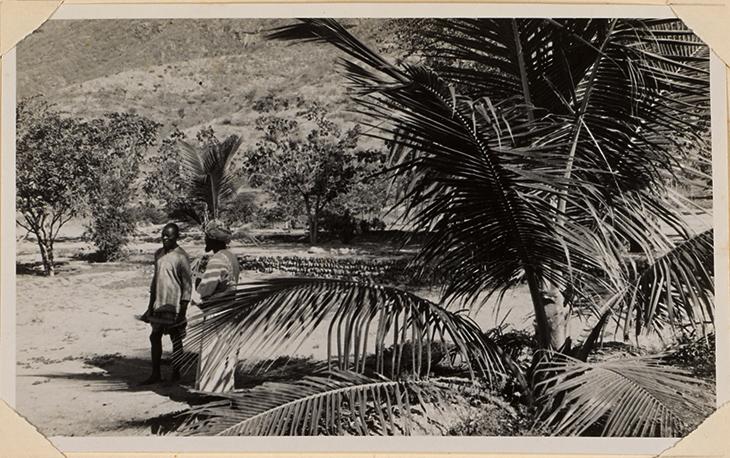 صورة لشجرة نخيل في حديقة السلطان سعيد بن تيمور في حمران، ظفار، ٢٠ مارس ١٩٤٨. IOR/R/15/6/282, f 58 1